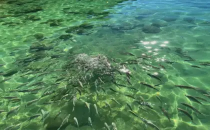 Lagoa Verde na Ilha Grande