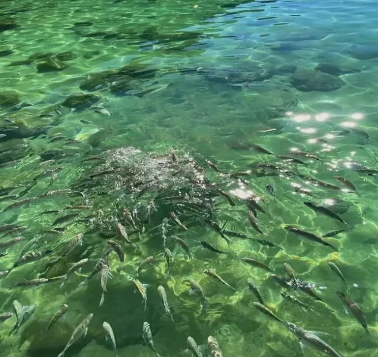 Lagoa Verde na Ilha Grande