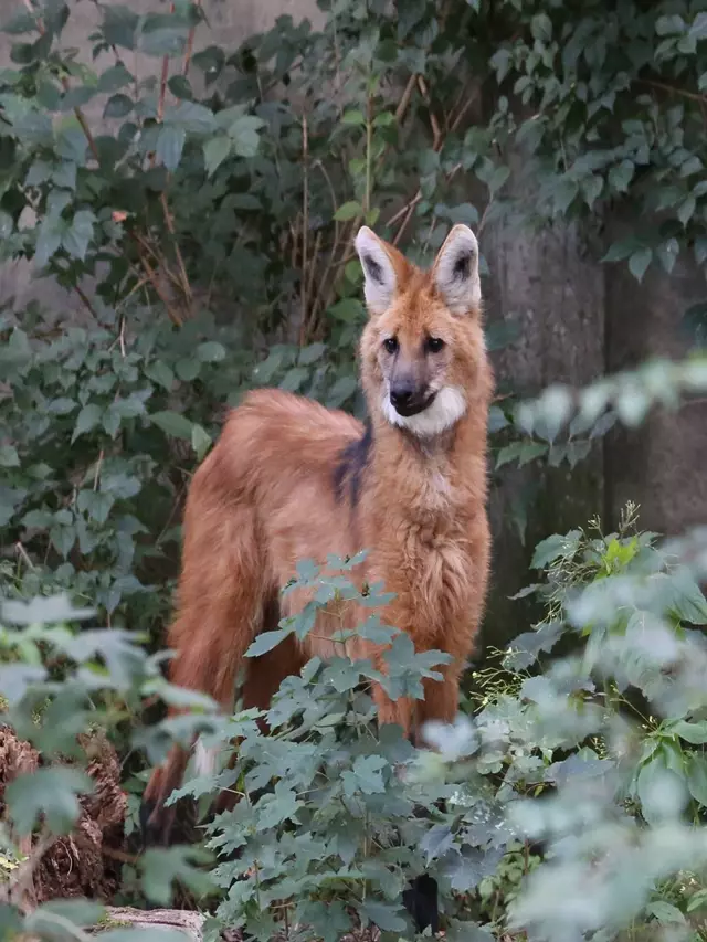 lobo‑guará