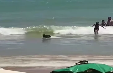 Vídeo: Capivara surpreende banhistas na Praia do Morro