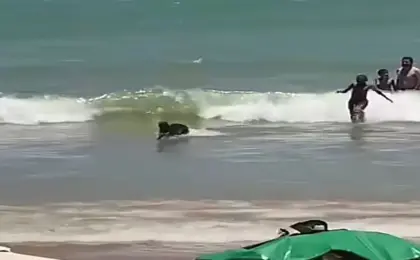Vídeo: Capivara surpreende banhistas na Praia do Morro 18 Vídeo: Capivara surpreende banhistas na Praia do Morro