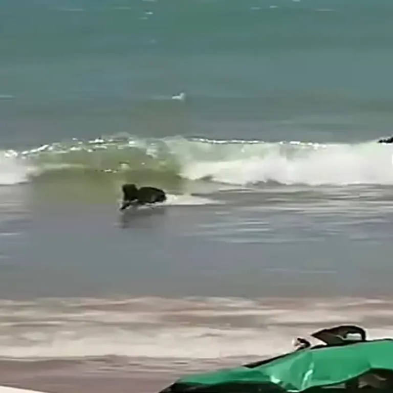 Vídeo: Capivara surpreende banhistas na Praia do Morro