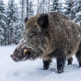 Close-up do rosto de um 'super porco' híbrido gigante na neve, mostrando suas presas e resistência ao frio extremo no Canadá.
