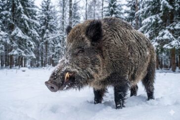 Close-up do rosto de um 'super porco' híbrido gigante na neve, mostrando suas presas e resistência ao frio extremo no Canadá.