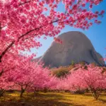 Bosque das Cerejeiras em Pedra Azul