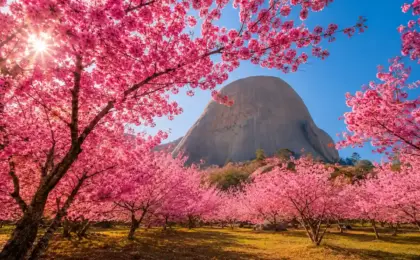 Bosque das Cerejeiras em Pedra Azul