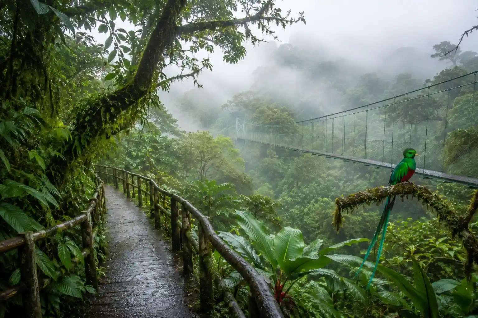 Bosque nuboso de Monteverde en Costa Rica con senderos, neblina y vegetación tropical