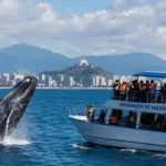 baleias jubarte no Espírito Santo
