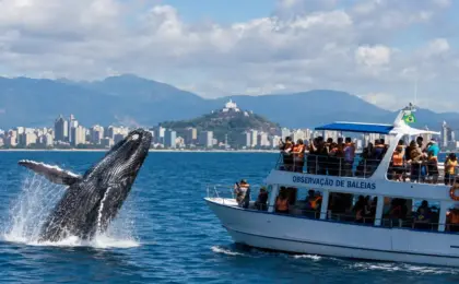 Baleias jubarte no Espírito Santo: guia completo 24 baleias jubarte no Espírito Santo