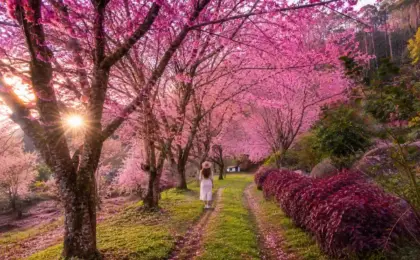 bosque das cerejeiras alfredo chaves