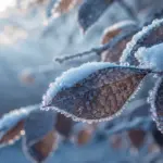 Frio na Serra da Mantiqueira provoca geada em SP e MG