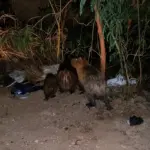 capivaras surpreende morador durante a noite em Cariacica