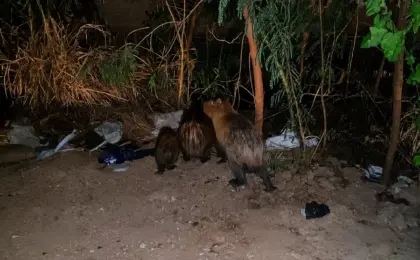 capivaras surpreende morador durante a noite em Cariacica