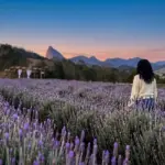 Lavandário Pedra Azul Como Visitar, Melhor Época e Dicas Imperdíveis