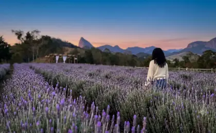 Lavandário Pedra Azul Como Visitar, Melhor Época e Dicas Imperdíveis