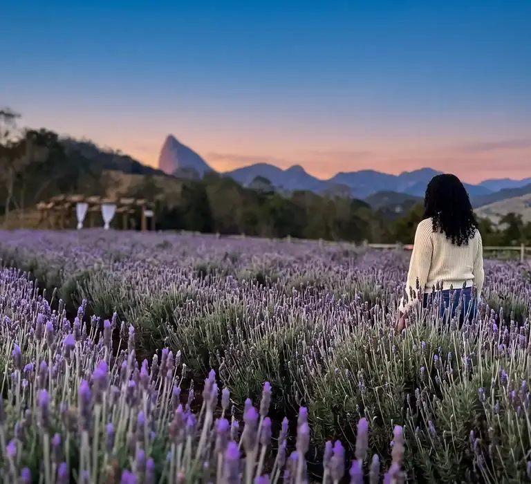 Lavandário Pedra Azul Como Visitar, Melhor Época e Dicas Imperdíveis