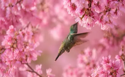 Onde ver flores no Espírito Santo: 7 cenários de filme