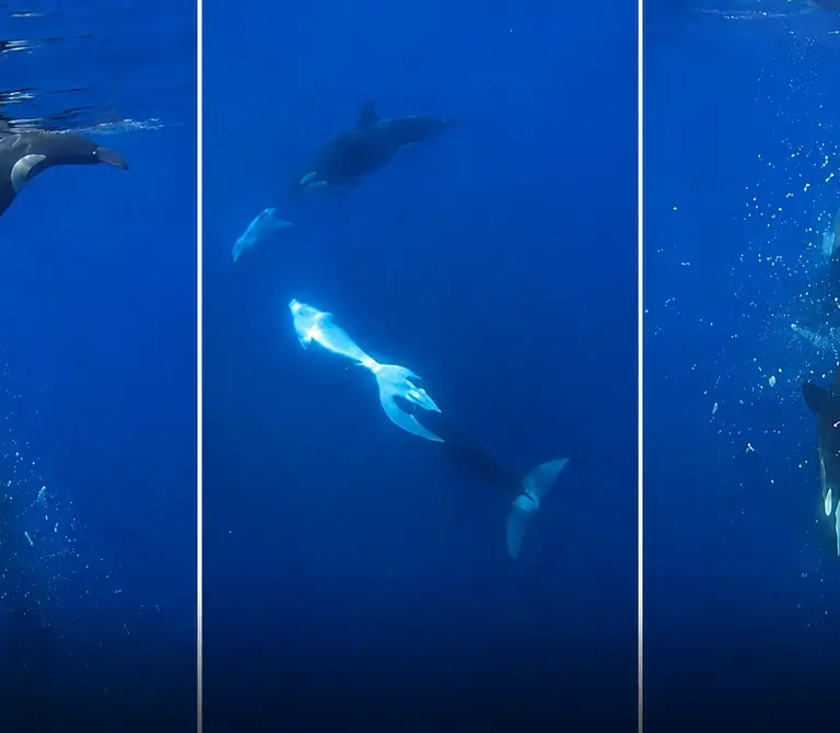 Orcas usam técnica coordenada para despedaçar peixe-lua no México