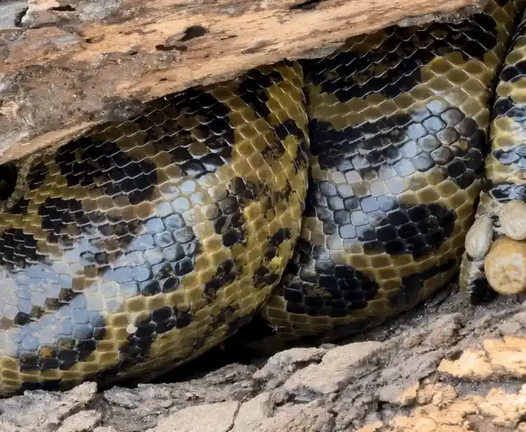 Sucuri-amarela com carrapatos viraliza no Pantanal