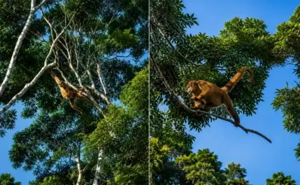 macaco hippie no ES