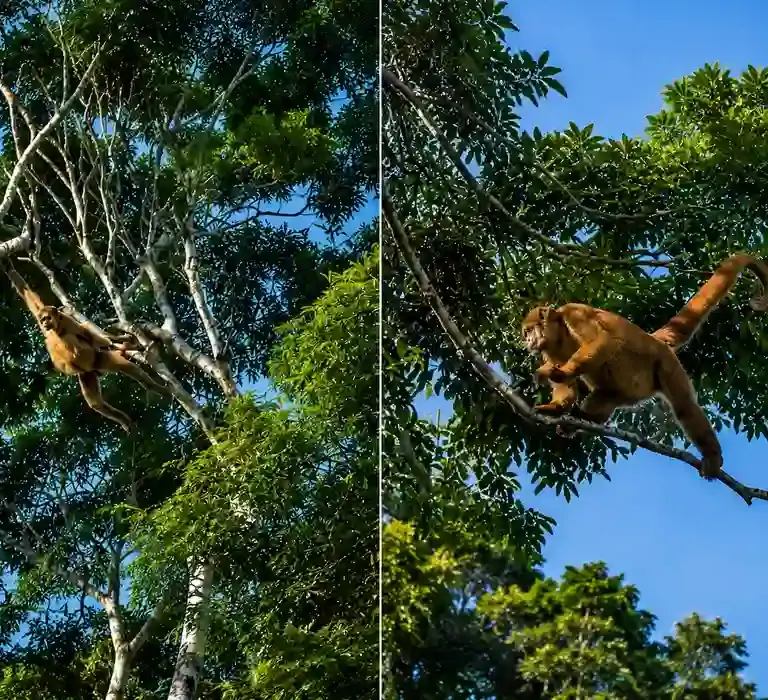 macaco hippie no ES