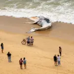 Baleia é encontrada morta na Praia de Itaparica, em Vila Velha