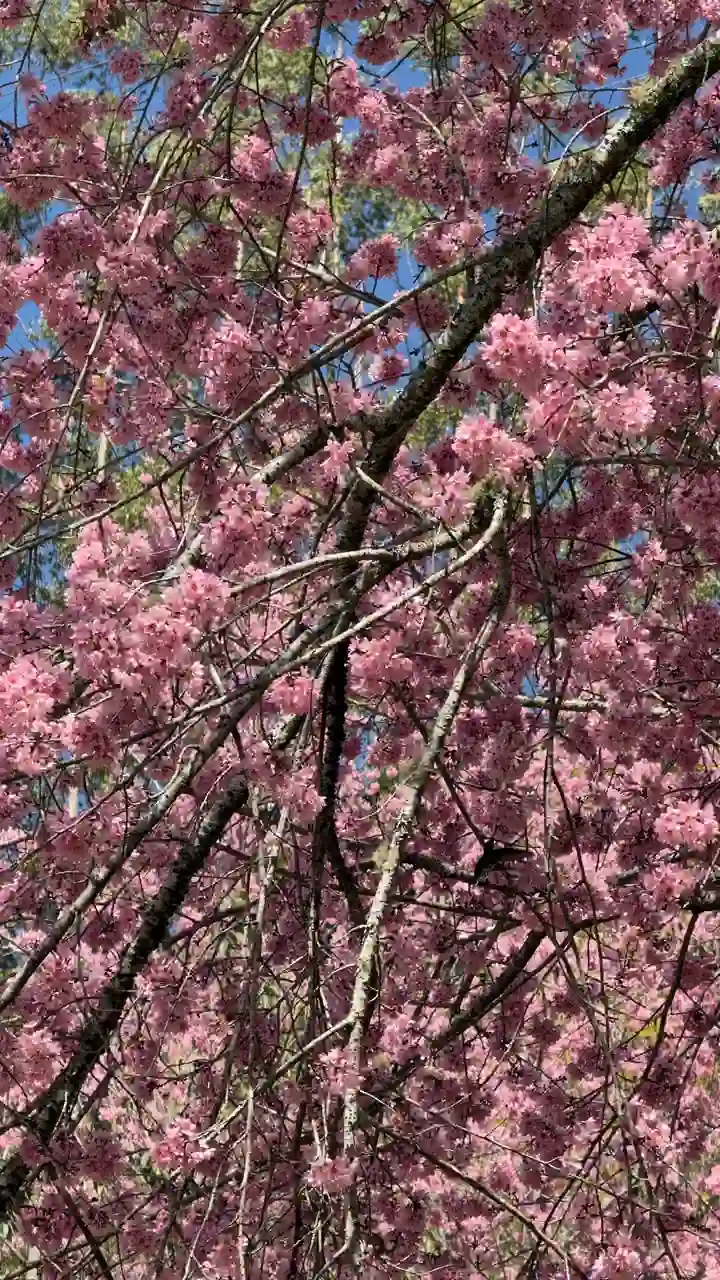 Galhos de cerejeira cobertos por flores em Alfredo Chaves