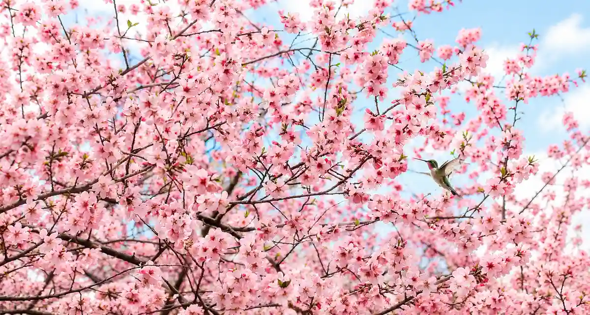 Cerejeiras cobertas de flores cor de rosa em Alfredo Chaves durante a florada de agosto de 2026
