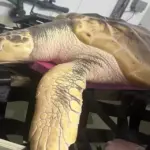 rara tartaruga-de-kemp