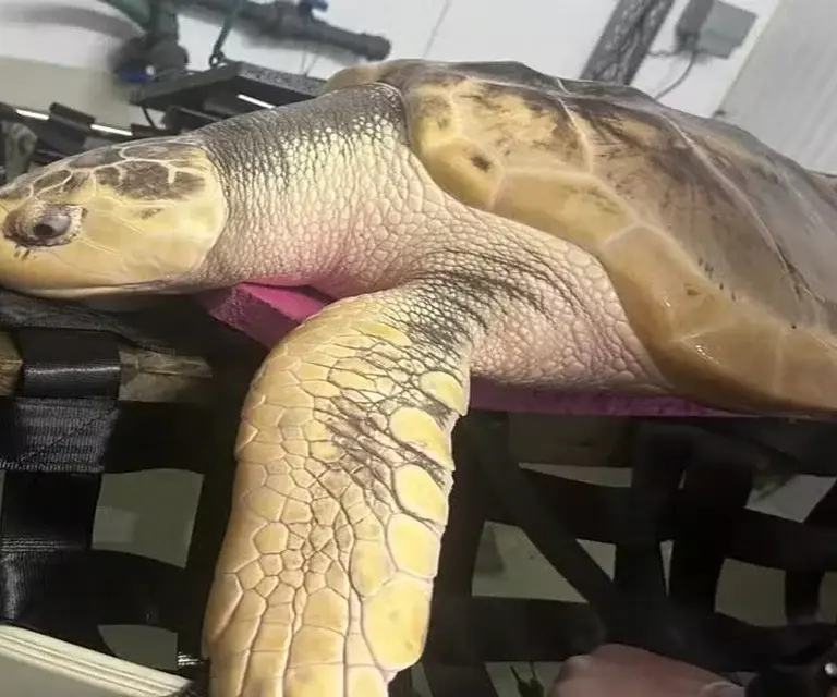 rara tartaruga-de-kemp